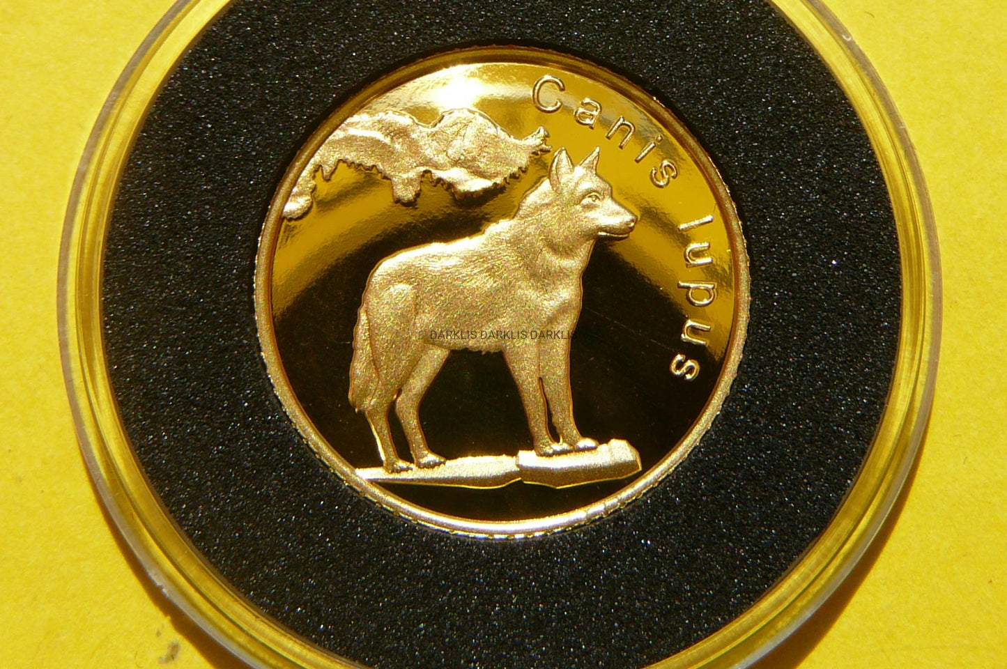 5$ NIUE 2022 WILK SZARY 7 CUDÓW POLSKI ZŁOTO 999