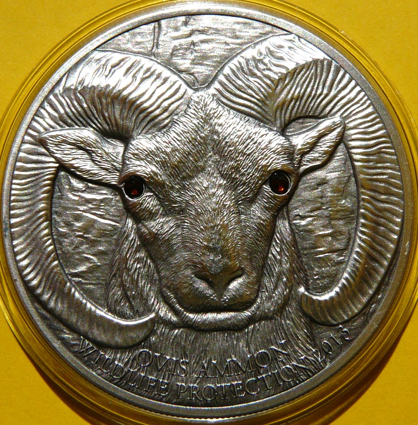 500 TUGRIK MONGOLIA 2013 OWCA ARGALI OVIS AMMON